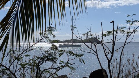 S/Y Airspeed at anchor off Guadeloupe through the palms